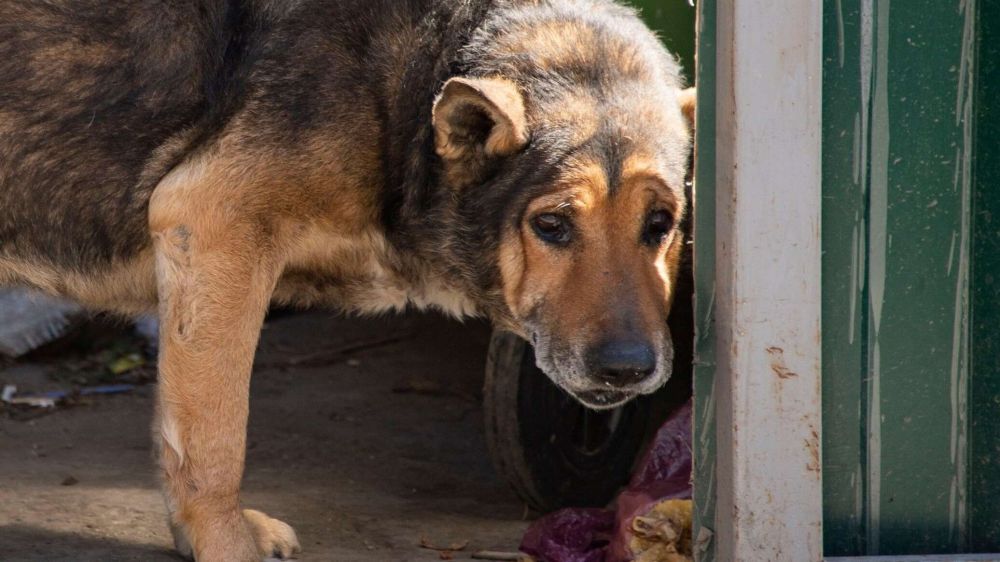 Хозяева погибших собак имеют право на компенсацию морального вреда – ВС