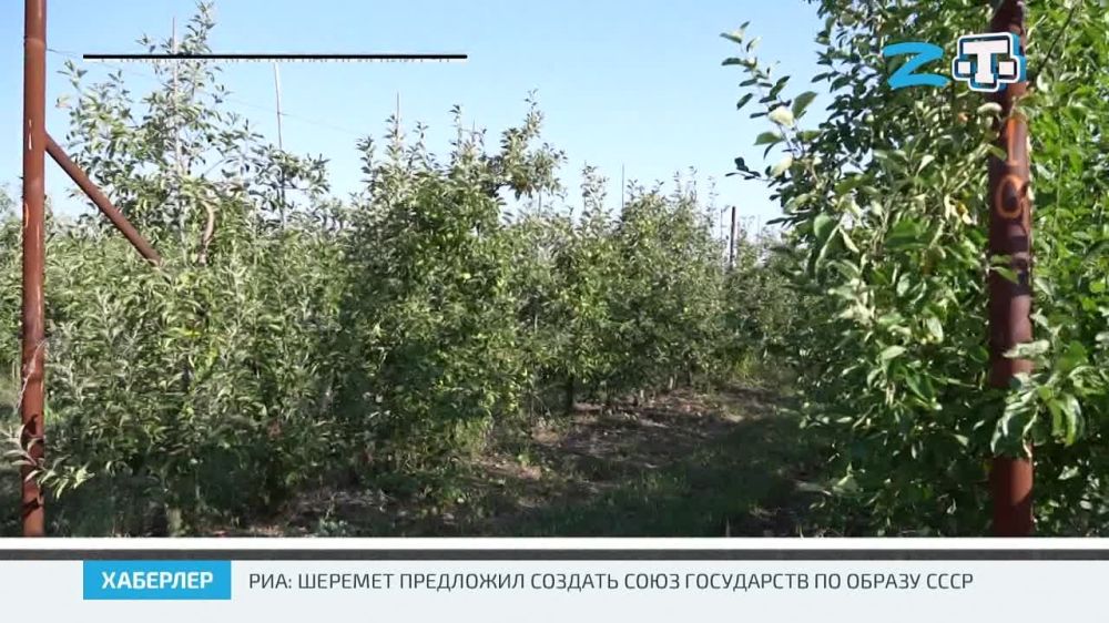 В Крыму в самом разгаре сбор летних сортов яблок