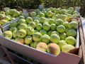 В Крыму началась уборка летних сортов яблок - фото