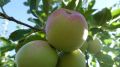 Алиме Зарединова: Агропредприятиями Крыма собраны 165 тонн летних сортов яблок