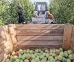 Как в Крыму выращивают и собирают яблоки
