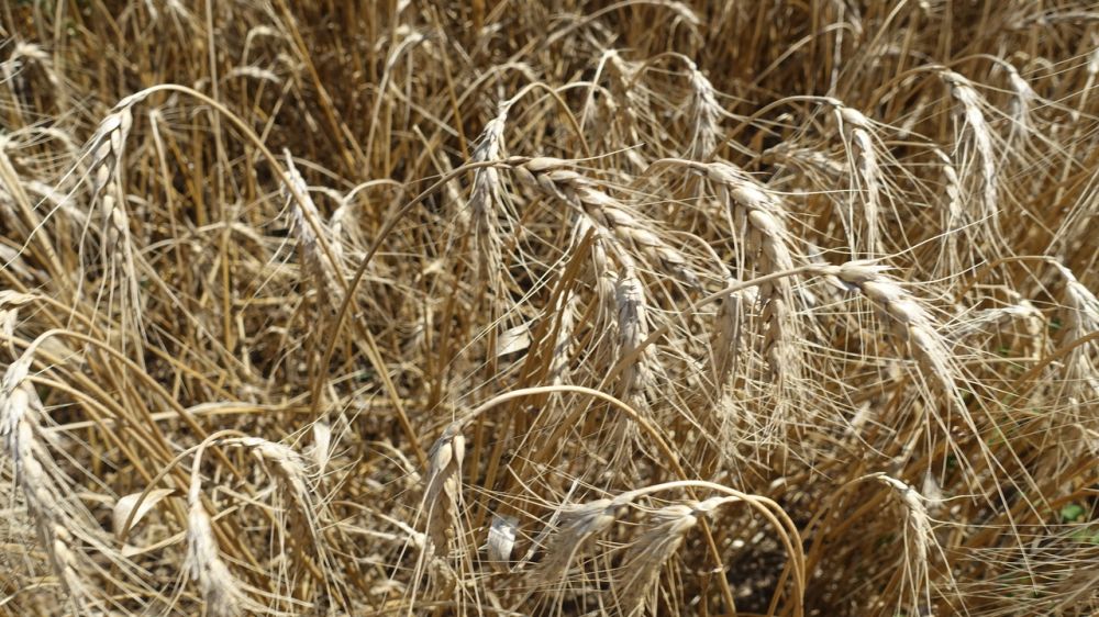 Крымские аграрии закончили уборку ранних зерновых – Алиме Зарединова