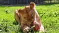 Крымских львов в честь праздника накормили курятиной
