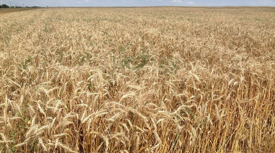 Аграрии Крыма собрали рекордный урожай зерновых в этом году