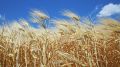 Крымские аграрии намолотили более 2,1 миллиона тонн зерна – Сергей Аксёнов