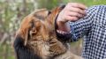 Государственный комитет ветеринарии Республики Крым напоминает о необходимости ответственного обращения с животными