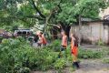 В Симферополе за сутки зафиксированы 17 случаев падения деревьев и веток из-за непогоды