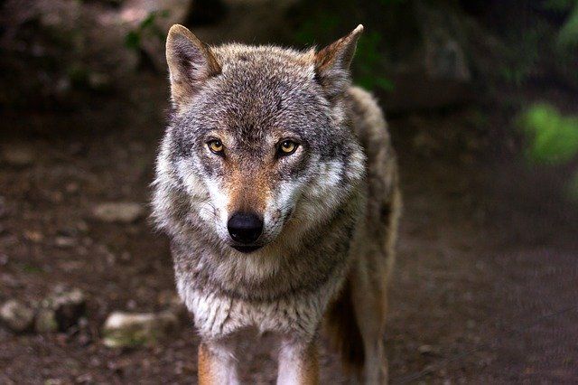 В Симферополе заметили животное, похожее на волка
