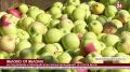 Крымские аграрии приступили к уборке ранних сортов яблок