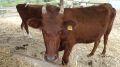 Алиме Зарединова: В Крым завезли крупный рогатый скот одной из редких пород - Калмыцкой