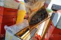 За 8 лет крымские пчеловоды получили грантов на 19,5 млн рублей