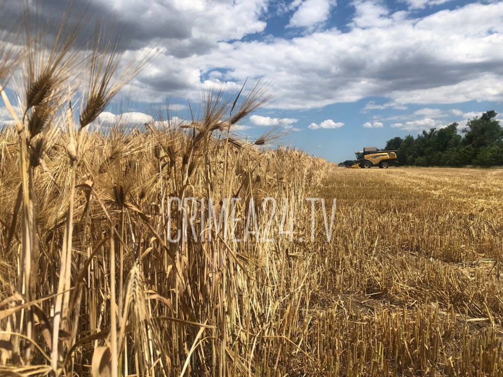 Аксёнов заявил, что на освобождённых территориях соберут более 2 млн тонн зерновых
