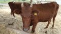 Минсельхоз РК: В Крым завезли крупный рогатый скот одной из редких пород - Калмыцкой