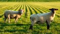 Госкомветеринарии Крыма информирует о необходимости соблюдения мер по профилактике оспы овец и коз на территории Республики Крым