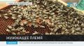 В Крыму динамично развивается пчеловодство