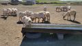 Алиме Зарединова: В Крыму завершилась стригальная кампания овец