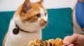Ни рыба, ни мясо: как кот Мостик обедать ходил