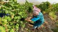 На крымском винодельческом предприятии стартовала уборка самого популярного сорта белого винограда – «шардоне» – Алиме Зарединова