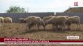 В Крым завезли 125 коров и быков калмыцкой породы