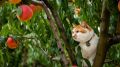 Такие же рыжие и пушистые: кот Мостик побывал в персиковом саду