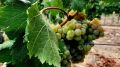 В сентябре в Крыму пройдут гастрономические и винные фестивали