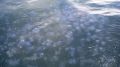 У берегов Крыма в Азовском море зафиксировали снижение количества медуз