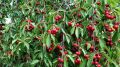 Около 22 гектаров новых черешневых садов высадят в Крыму