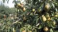 Висит груша – можно скушать: в Крыму начали сбор урожая