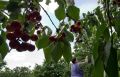 22 гектара черешневых садов высадят в Кировском районе Крыма