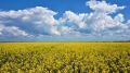 Крымские ярко-желтые равнины