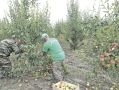 Крымские сельхозпроизводители продолжают удивлять высоким урожаем
