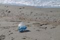 В рамках экологической акции «Чистый Крым» жители полуострова убрали 5 тысяч кубов мусора