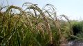Скоро уборка: сколько риса готовятся собрать крымские аграрии