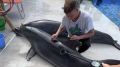 Прокуратура проверяет дельфинарии в Севастополе