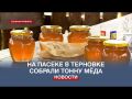 На пасеке под Севастополем собрали тонну эксклюзивного мёда