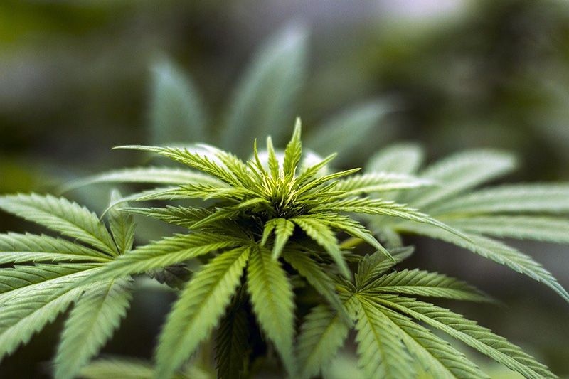 Крымчанин проведет 10 лет за решеткой за попытку сбыта 250 г марихуаны