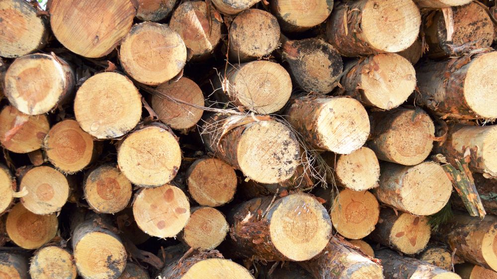 В Крыму «заморожены» цены на дрова, реализуемые населению