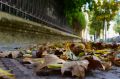 В симферопольских парках убрали более 75 кубометров опавшей листвы
