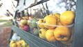 Айва раздора: почему диетологи советуют есть «золотые яблоки»