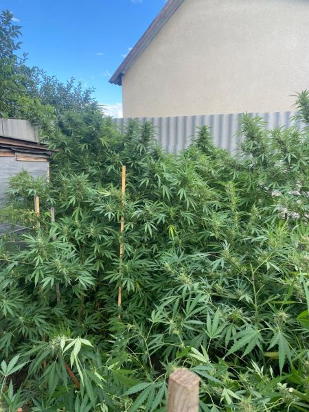 В Советском районе полицейские выявили факт выращивания наркосодержащих растений