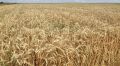 Аграрии в России соберут рекордный по ряду позиций урожай в этом году – Путин