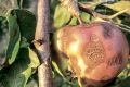 Можно ли хранить деформированные яблоки
