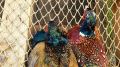 Ежегодное расселение фазанов состоялось в Бахчисарайском районе в рамках проведения биотехнических мероприятий