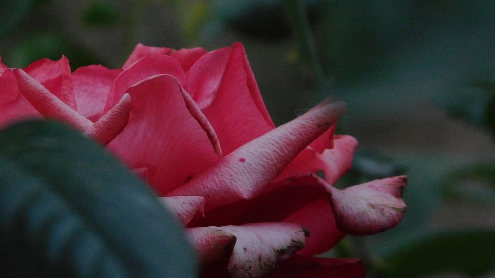 В поселке под Симферополем высадили аллею из 500 кустов роз