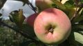 Крымские аграрии собрали порядка 50 тысяч тонн яблок, что на 10 тысяч тонн больше в сравнении с аналогичным периодом прошлого года – Алиме Зарединова