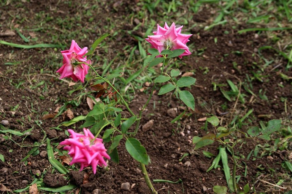 В поселке под Симферополем высадили аллею роз