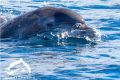 В Севастополе снова встретили дельфина со шрамами на голове