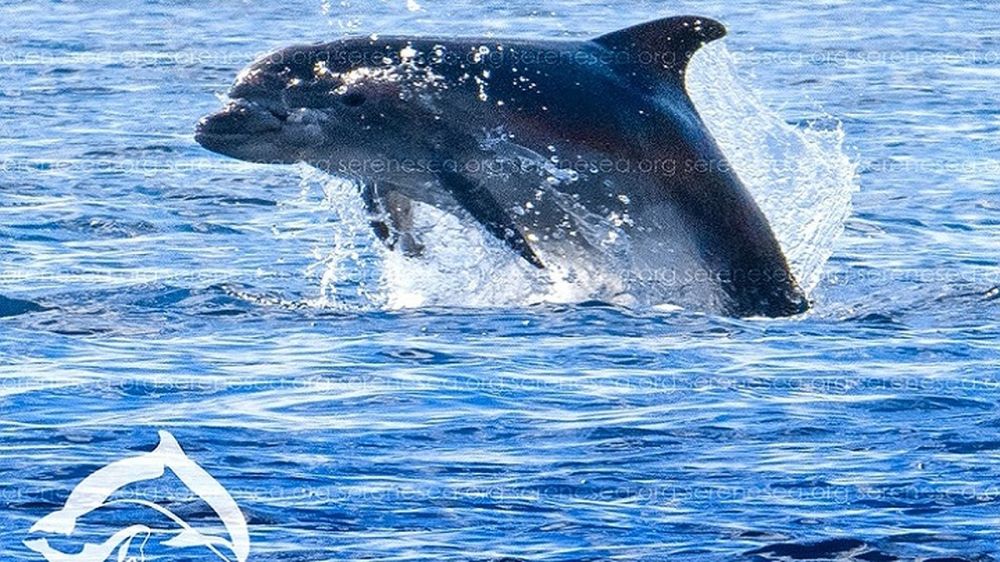 Дельфина с изуродованной головой, которого считали погибшим, снова встретили в Севастополе