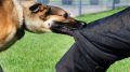Государственный комитет ветеринарии Республики Крым напоминает о необходимости ответственного обращения с животными