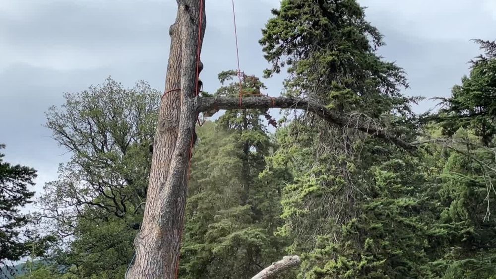 Появилось эпичное видео с обрезки деревьев-великанов в Крыму